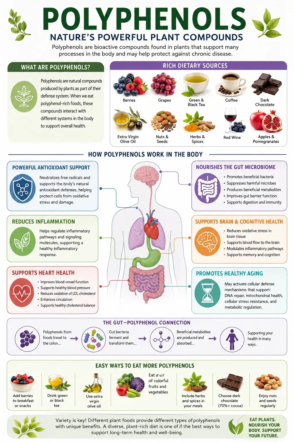 Cover art for Polyphenols and the Human Body: Nature’s Powerful Plant Compounds